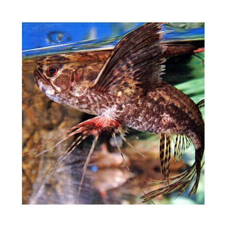 Pantodon buchholzi - Pez mariposa