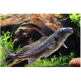 Mormyrus longirostris - Pez delfin Mormyrus longirostris - Pez delfin