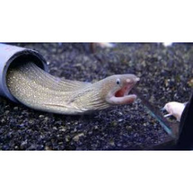 Gymnothorax tile - Morena de agua dulce Gymnothorax tile - Morena de agua dulce