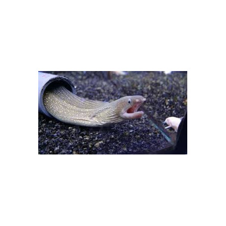 Gymnothorax tile - Morena de agua dulce