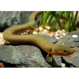 Erpetoichthys calabaricus - Pez serpiente calamita Erpetoichthys calabaricus - Pez serpiente calamita