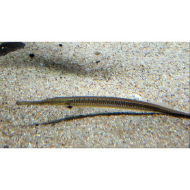 Doryichtys boaja - Pez pipa gigante Doryichtys boaja - Pez pipa gigante
