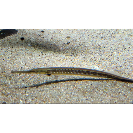 Doryichtys boaja - Pez pipa gigante