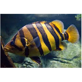 Datnioides microlepis - Pez tigre siames Datnioides microlepis - Pez tigre siames