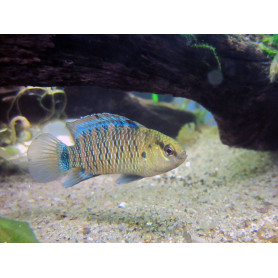 B.Badis - Pez camaleon Badis - Pez camaleon