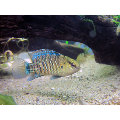 Badis - Pez camaleon