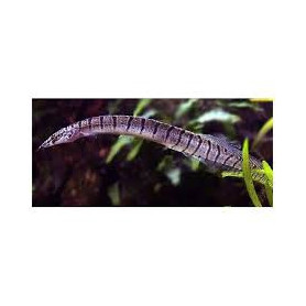 Mastacembelus zebrinus - Anguila cebra Mastacembelus zebrinus - Anguila cebra
