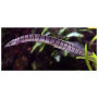Mastacembelus zebrinus - Anguila cebra