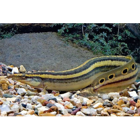 Mastacembelus siamensis - Anguila lisa Mastacembelus siamensis - Anguila lisa