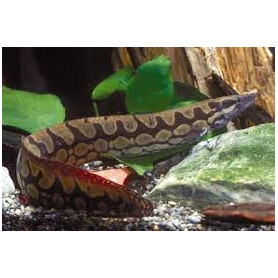 Mastacembelus armatus - Anguila zigzag Mastacembelus armatus - Anguila zigzag