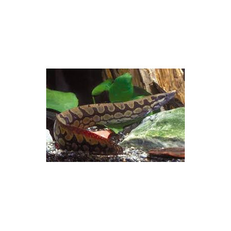 Mastacembelus armatus - Anguila zigzag