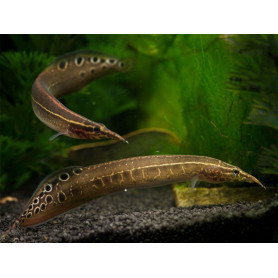 Macrognathus aculeatus - Anguila pavorreal Macrognathus aculeatus - Anguila pavorreal