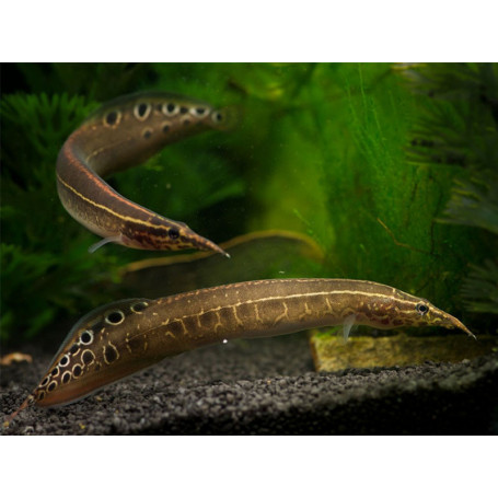 Macrognathus aculeatus - Anguila pavorreal