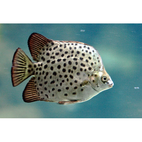 Scatophagus Argus - Pez dalmata