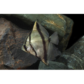 Monodactylus sebae - Pez angel africano Monodactylus sebae - Pez angel africano