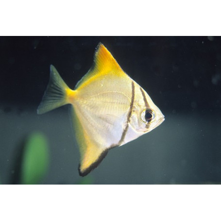 Monodactylus argenteus - Pez angel malayo