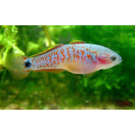 Tateurndina ocellicauda - Gobio paraiso Tateurndina ocellicauda - Gobio paraiso