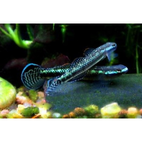 Stiphodon sp. undio blue - Gobio azul brillante Stiphodon sp. undio blue - Gobio azul brillante