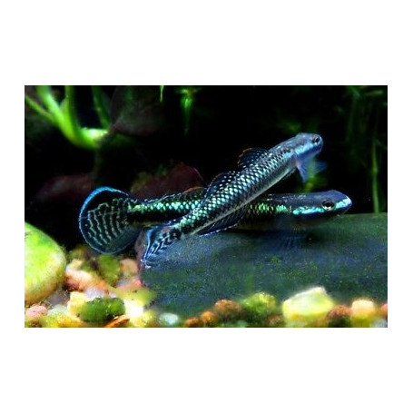 Stiphodon sp. undio blue - Gobio azul brillante