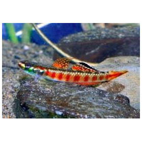 Stiphodon red neon sumatra goby - Gobio sumatra rojo neon Stiphodon red neon sumatra goby - Gobio sumatra rojo neon