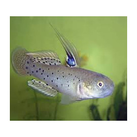 Stigmatogobius sadanundio - Gobio caballero Stigmatogobius sadanundio - Gobio caballero