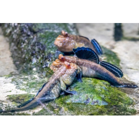 Periopthalmus papilio - Saltarin del fango Periopthalmus papilio - Saltarin del fango