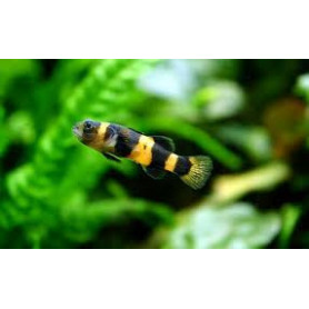 Brachygobius xanthozona - Gobio avispa Brachygobius xanthozona - Gobio avispa