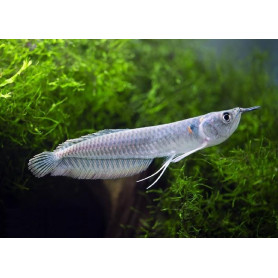 Osteoglossum bicirrhosum - Arowana Osteoglossum bicirrhosum - Arowana