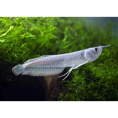 Osteoglossum bicirrhosum - Arowana