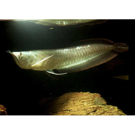 Osteoglossum bicirrhosum - Arowana