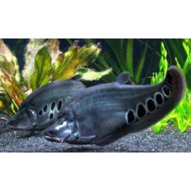 Notopterus chitala - Pez cuchillo payaso Notopterus chitala - Pez cuchillo payaso