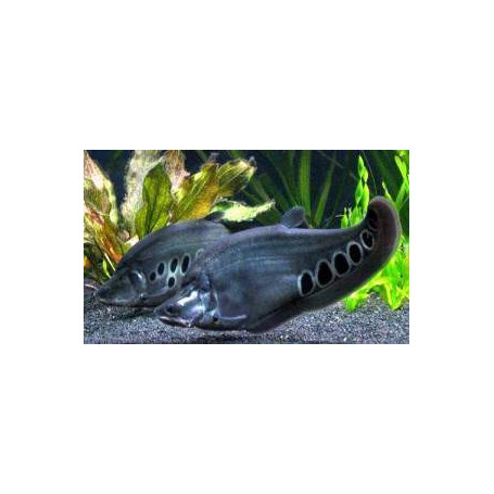 Notopterus chitala - Pez cuchillo payaso