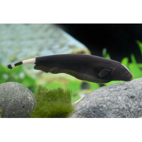 Apteronotus albifrons - Pez cuchillo fantasma Apteronotus albifrons - Pez cuchillo fantasma