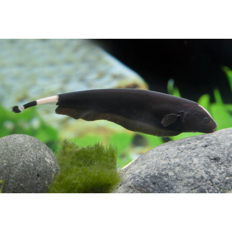 Apteronotus albifrons - Pez cuchillo fantasma