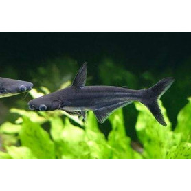 Pangasius sutchi - Pangasius sutchi Pangasius sutchi - Pangasius sutchi
