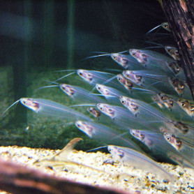 Kryptopterus bicirrhis - Pez gato cristal Kryptopterus bicirrhis - Pez gato cristal
