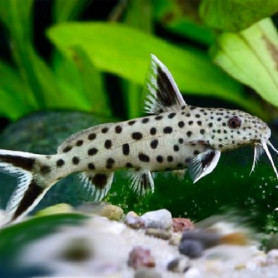 Synodontis petricola sp. Synodontis petricola sp.