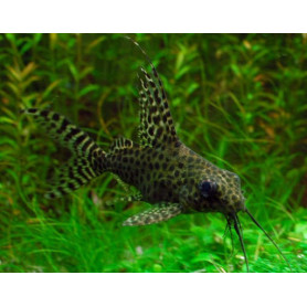 Synodontis pardalis - Pez gato leopardo Synodontis pardalis - Pez gato leopardo