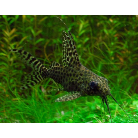 Synodontis pardalis - Pez gato leopardo