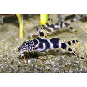 Synodontis ornatipinnis - Pez gato barfin Synodontis ornatipinnis - Pez gato barfin