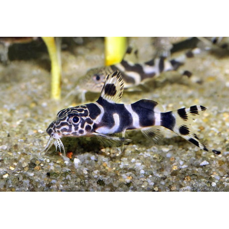Synodontis ornatipinnis - Pez gato barfin