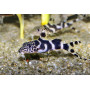 Synodontis ornatipinnis - Pez gato barfin