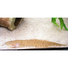 Cynoglossus microlepis - Lenguado agua dulce Cynoglossus microlepis - Lenguado agua dulce