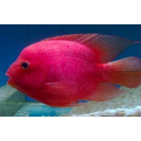 Ciclido Loro King Kong Ciclido Loro King Kong