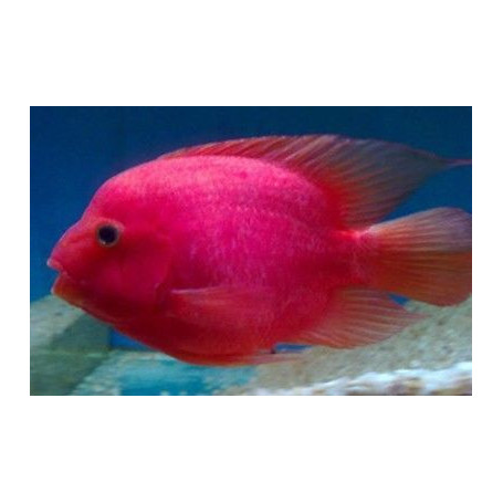 Ciclido Loro King Kong