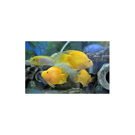 Ciclido Loro Yellow