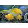 Ciclido Loro Yellow