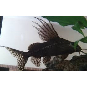 Synodontis njassae - Pez gato malawi spotted Synodontis njassae - Pez gato malawi spotted