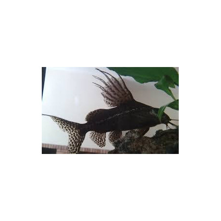 Synodontis njassae - Pez gato malawi spotted