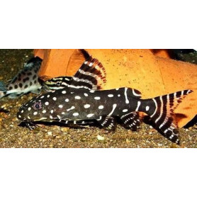 Synodontis angelica Synodontis angelica